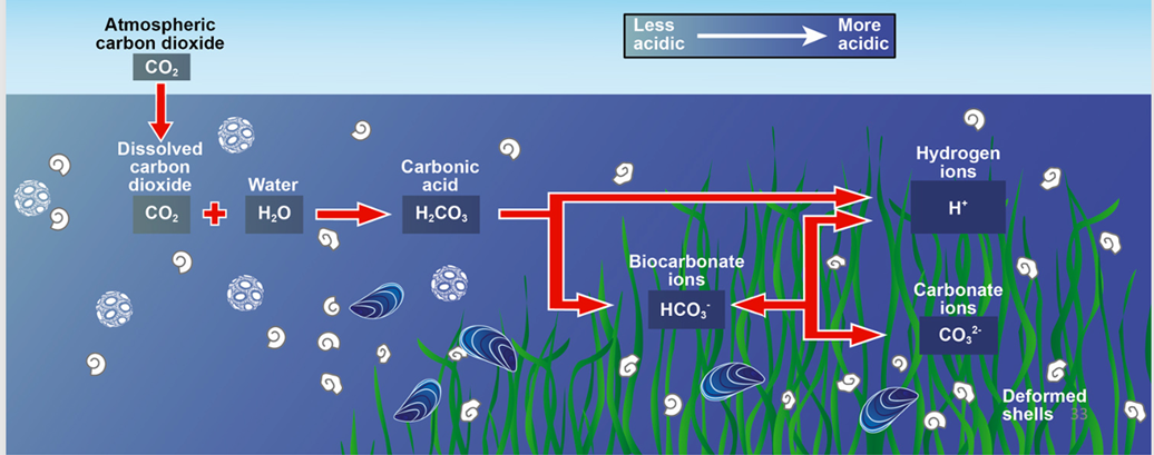 <p>1) Dissolution du CO₂ : CO₂ + H₂O → H₂CO₃ (acide carbonique)</p><p>2) Dissociation : H₂CO₃ ⇌ H⁺ + HCO₃⁻</p><p>L’augmentation du CO₂ entraîne une augmentation des ions H⁺, ce qui acidifie l’eau de mer.</p>