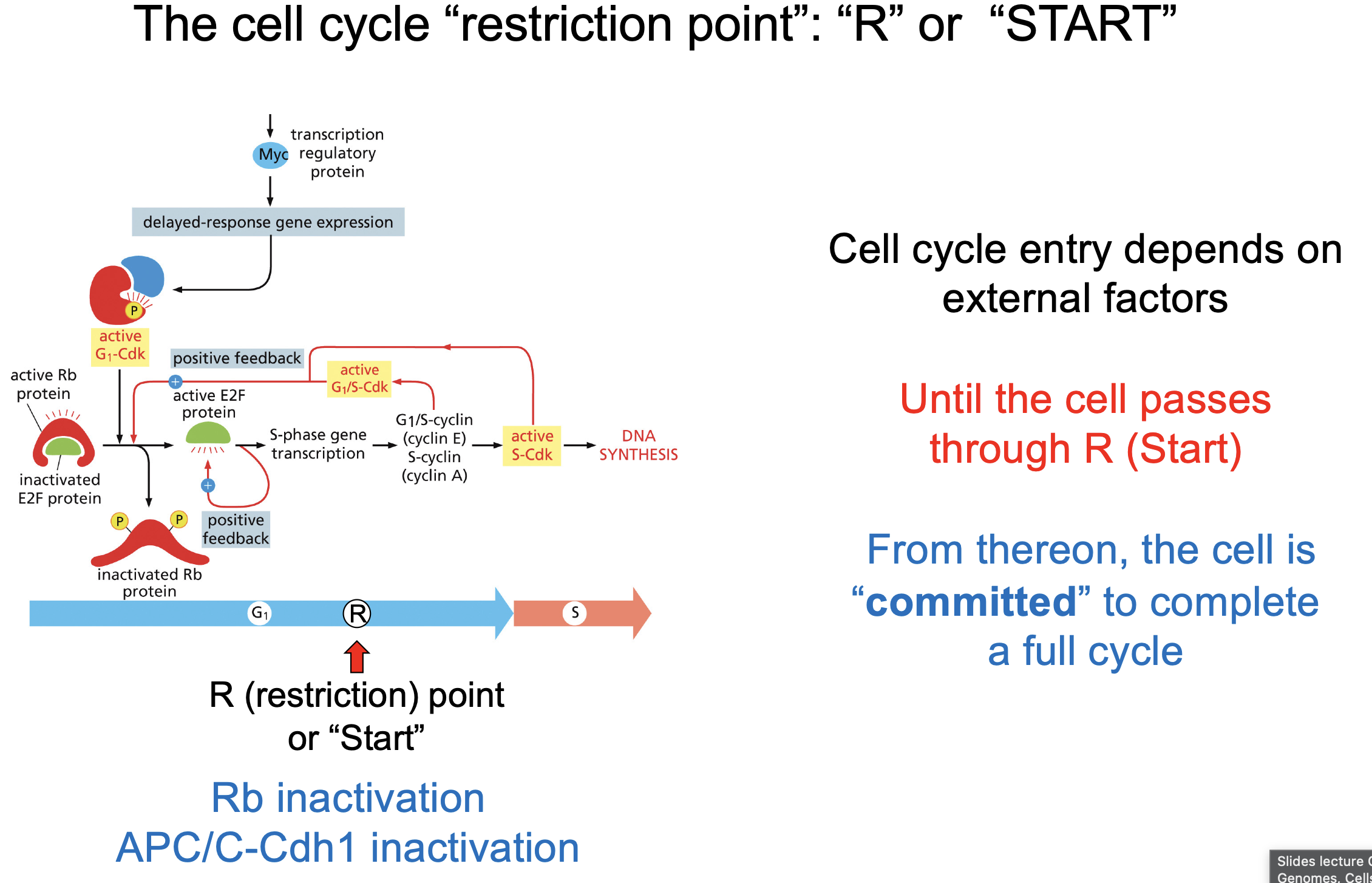 <p>The cell cycle “restriction point”: “R” or “START”</p>