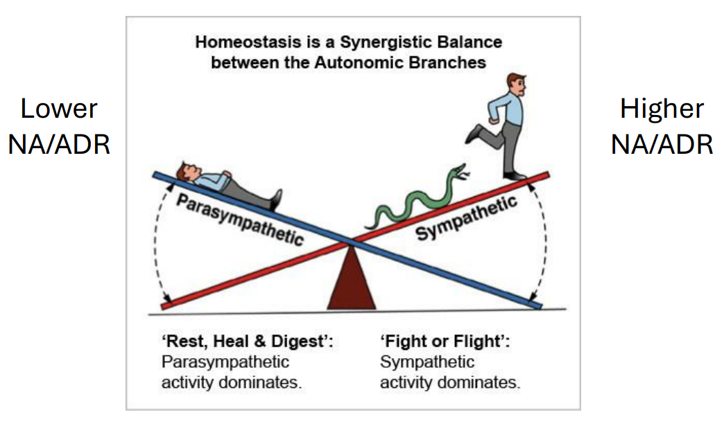 <ul><li><p>ADR + NA levels vary w states of consciousness</p></li><li><p>lower NA/ADR → anticipate more relaxed state</p></li><li><p>higher NA/ADR → anticipate more fight/fight state (stress, arousal, etc.)</p><ul><li><p>states where sympathetic NS is likely to be more active = more noradrenergic signaling happening</p></li></ul></li></ul><p></p>