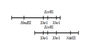 <p>Gives information about where specific restriction enzyme binding sites are on a piece of DNA. Does not actually give info as to what the sequence of DNA is (no NT information)</p>