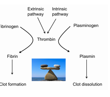 <p>Es la enzima clave de la coagulación</p><p>Hace dos cosas opuestas pero complementarias:</p><ul><li><p>Activa la coagulación</p><ul><li><p>Fibrinógeno → fibrina</p></li><li><p>Activa factores V, VIII, XI</p></li><li><p>Activa plaquetas</p></li><li><p>Estabiliza el coágulo</p></li></ul></li><li><p>Activa la fibrinólisis</p><ul><li><p>Convierte plasminógeno → plasmina (directa o indirectamente)</p></li><li><p>La plasmina corta la fibrina y disuelve el coágulo</p></li></ul></li></ul><p>La misma enzima que crea fibrina también activa la enzima que la destruye.</p><div data-type="horizontalRule"><hr></div><p>Por qué hace falta este equilibrio?</p><ul><li><p>Porque si solo produjéramos fibrina:</p><ul><li><p>El coágulo crecería sin parar</p></li><li><p>Podría ocluir el vaso</p></li></ul></li></ul><p>• 	Se formaría un trombo</p><p>Y si solo destruyéramos fibrina:</p><ul><li><p>El coágulo se rompería</p></li><li><p>Habría hemorragia</p></li></ul><p>Por eso el cuerpo mantiene un equilibrio dinámico:</p><ul><li><p>Al principio domina la formación de fibrina</p></li><li><p>Después domina la destrucción de fibrina</p></li></ul><p>Si la trombina funciona las dos vías se realizarán correctamente. </p><p>Las dos vías están activadas a la vez pero al principio prevalece la producción de fibrina. Una vez el fibrinógeno se reduce, se prioriza la otra vía.</p><p></p>