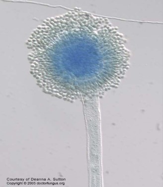 <p>Name</p>