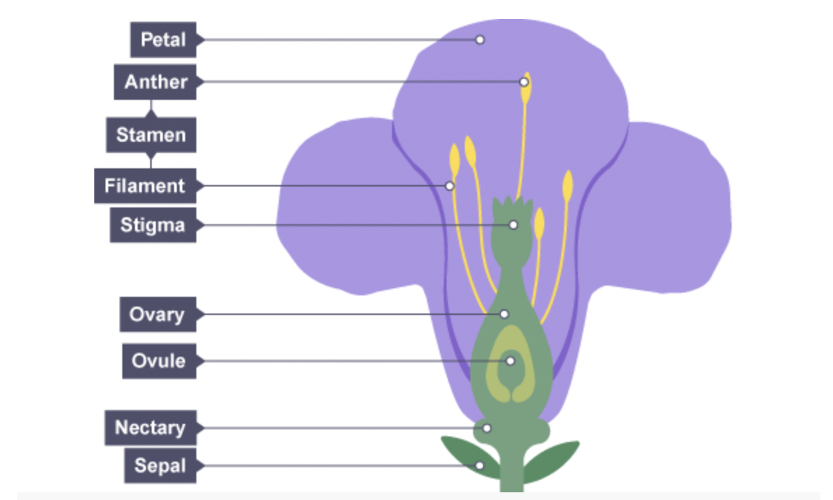 <p>Stamen</p><ul><li><p>Anther + Filament</p></li></ul><p>Carpel</p><ul><li><p>Stigma + Style</p></li><li><p>Ovary + Ovule + Embryo sac</p></li></ul><p>Sepal - collection Calyx</p><p>Petal - collection coralla</p><p>Nectary</p><p>Receptacle</p><p></p>