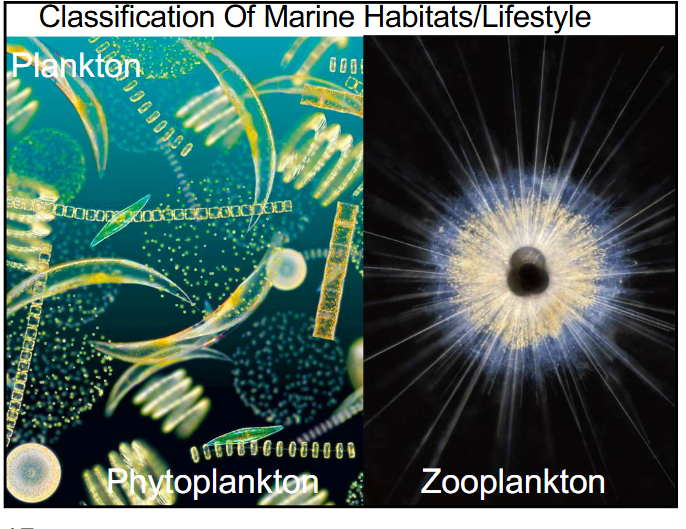 <p>plankton → phytoplankton and zooplankton (organisms that can’t swim against a current and move passively)</p><p>nekton → larger animals (can swim strongly and move against a current)</p>