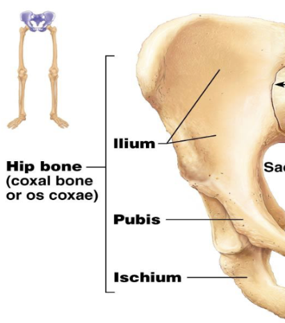 <p>Pelvic Girdle </p><p>What bones make up the pelvic girdle?</p>