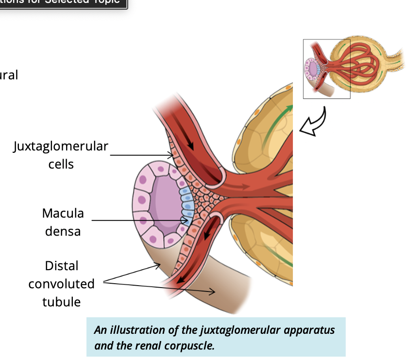 <p>Modified cuboidal cells of the <strong>distal convoluted tubule</strong></p>