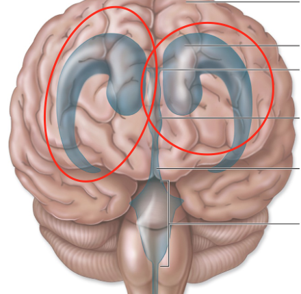 <p>location of CSF production</p>