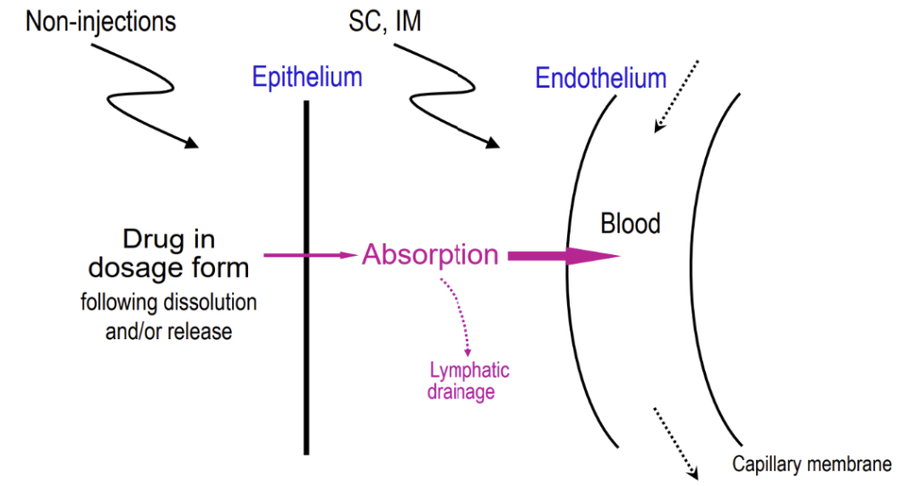 <p>epithelium</p><ul><li><p><span style="background-color: transparent;">It can define whether a drug is or doesn’t get absorbed</span></p></li><li><p><span style="background-color: transparent;">This makes injection dosage forms the most effective way to administer the drug, but it’s not favored by many patients</span></p></li></ul><p></p>