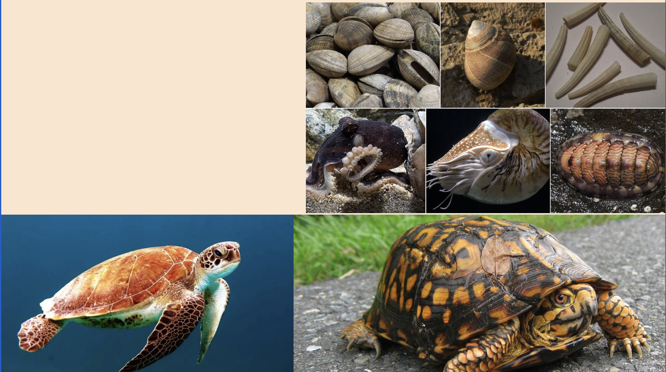 <p><u>Structural Adaptations</u></p><p>• Shells</p><p>• Exoskeletons</p><p>• Built-in protection</p>