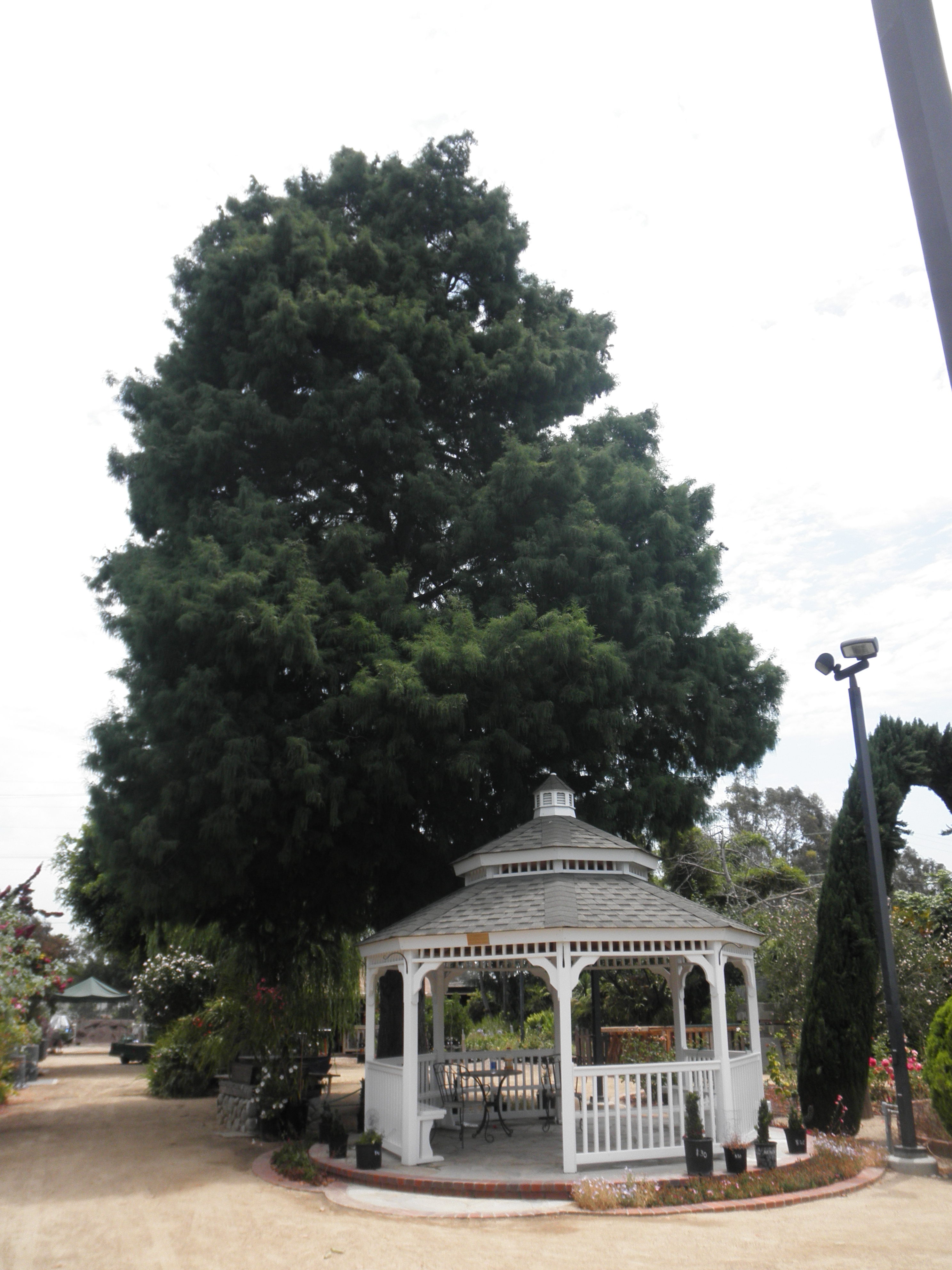 <p>Taxodium distichum - Bald Cypress, Swamp Cypress</p>