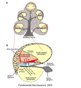 <p>basilar membrane contains what organ?</p>