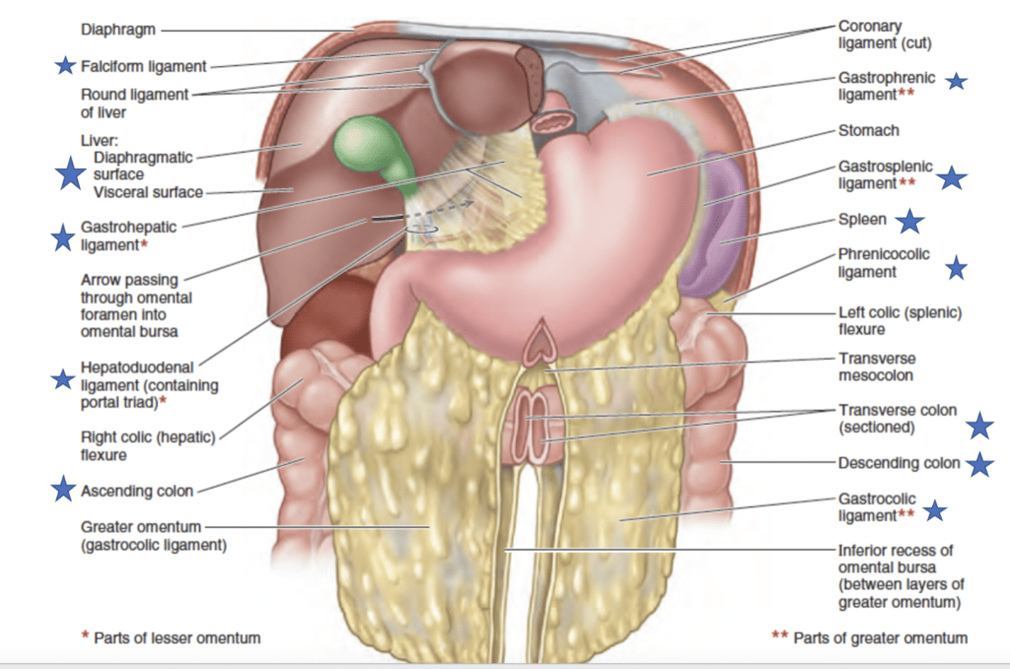 <p>1. gastrohepatic</p><p>2. hepatoduodenal</p>