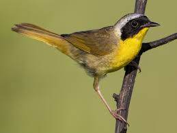 <p>What vertebrate is this?</p>