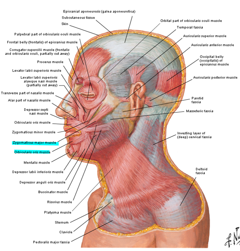 <ul><li><p>Face</p></li><li><p>Neck</p></li><li><p>Palm</p></li><li><p>Scrotum </p></li></ul><p></p>