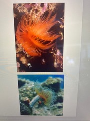 <p>- Fan is normally around 50mm in diameter.</p><p>- The most common tube worm.</p><p>- Has a white or pale cream tube. The fan ranges in colour from orange to red.</p><p>- Body has 120 posterior segments</p><p>- The head is reduced and has two gill lobes, each with 20- 45 white or pinkish spiralled tentacles in two rows</p><p>- It has paired red blotches and numerous eyespots</p>