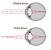 <p>How does the lens change shape? </p>