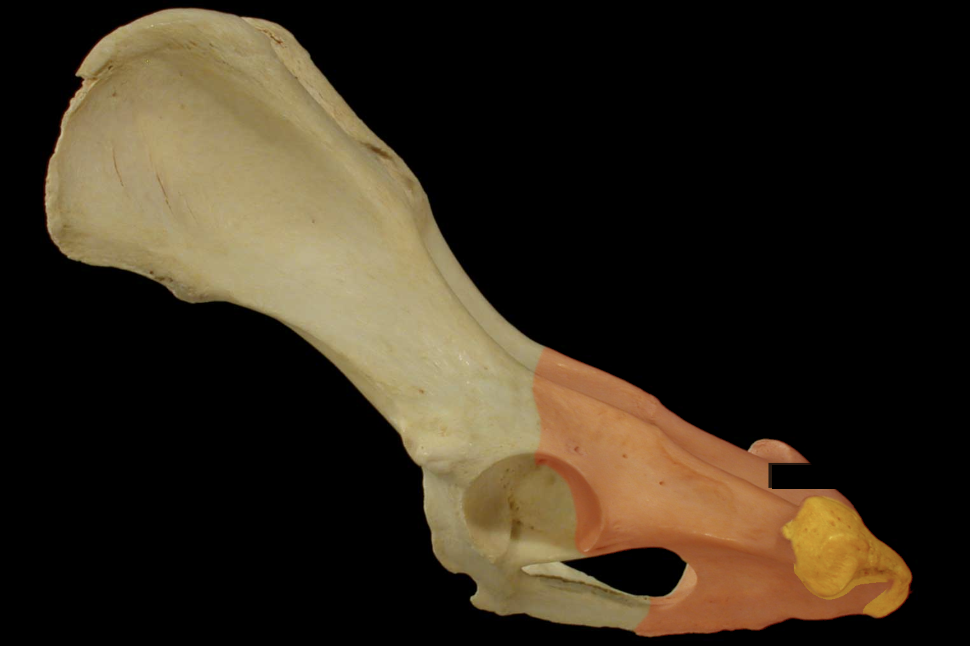 <p>Ischiatic Tuberosity</p>