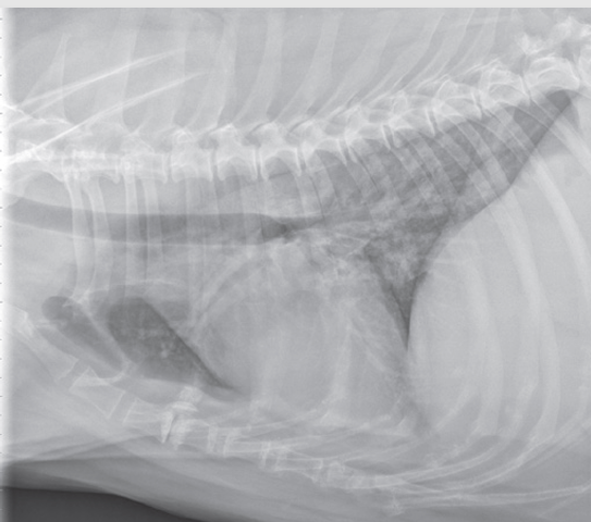 <p>Atelectasis (Alveolar pattern)</p><ul><li><p>collapsed lung</p></li></ul><p></p>