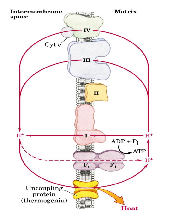 <p>Due to…</p><ul><li><p>Mechanical damage</p><ul><li><p>Leakages → hard to establish a PMF</p></li></ul></li><li><p>Chemical reagents (e.g. 2,4-dinitrophenol (DNP))</p><ul><li><p>DNP is a hydrophilic proton carrier (uncoupler), therefore it can diffuse into the matrix, carrying those protons which will then dissipate the proton gradient and PMF that had been established, now ATP synthesis does not occur, only the ETC can take place thus why it is an uncoupler</p></li></ul></li><li><p>Natural uncouplers </p><ul><li><p>Commonly found in newborns </p></li><li><p>Uncoupling protein 1</p></li><li><p>Thermogenin found in brown adipose tissue - which has a brown color due to an excess of mitochondria which therefore has a high conc of cytochrome C</p></li><li><p>Again provides a channel for protons to enter the matrix, thus dissipates the protons gradient and PMF, therefore ATP is not produced BUT the energy produced is released as heat energy which is important to help new borns/animals to adjust to the temp of the environment</p></li></ul></li></ul><p></p>