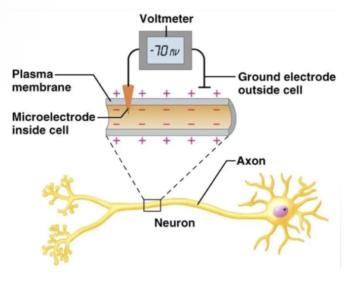 <ul><li><p>At 'rest' the cell membrane is maintained so that the inside of the membrane is negative, relative to the outside which is positive. </p></li><li><p>The cell membrane is said to be polarised.</p></li></ul><p></p>