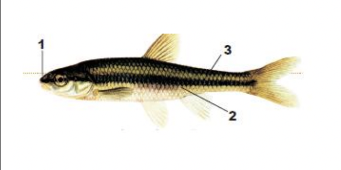 <p>1) black stripe around snout barely onto upper lift</p><p>2) black crescents within the stripe along side</p><p>3)scales darkly outlined</p>