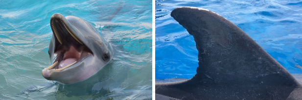 <p>DOB: March 17, 2004</p><p>Key Features: Lighter in color dorsally, pink ventral side, hooked dorsal fin, white on dorsal fin</p><p>Relations: No direct familial relations at Marineland at this time </p><p></p>