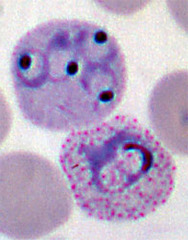 <p>Lineage?</p>