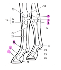 <p>What are the joints of the thoracic limb?</p>