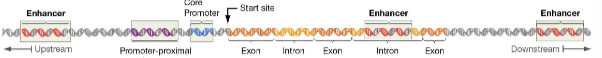 <p>False; the start codon is where RNA polymerase starts transcription starts, while the coding region is where exon and intron sequences will alternate as we move along the strand </p>