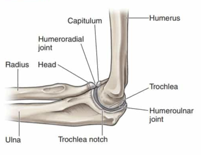 <p>articulation between the trochlea of humerus and the trochlear notch of the ulna; uniaxial hinge joint that allows for flexion/extension of the forearm</p>