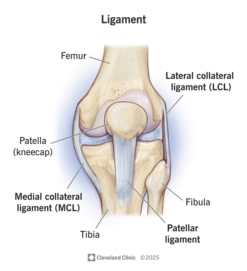 <p>what are ligaments?</p>