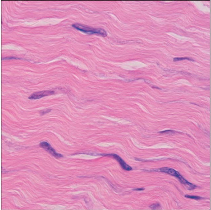 <p>Identify the tissue, state location, state function(s)</p>