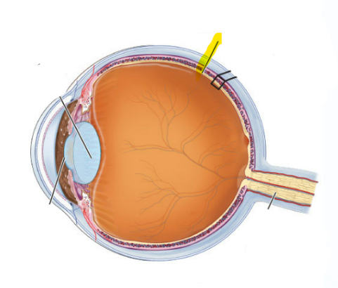 <p>what is highlighted</p>