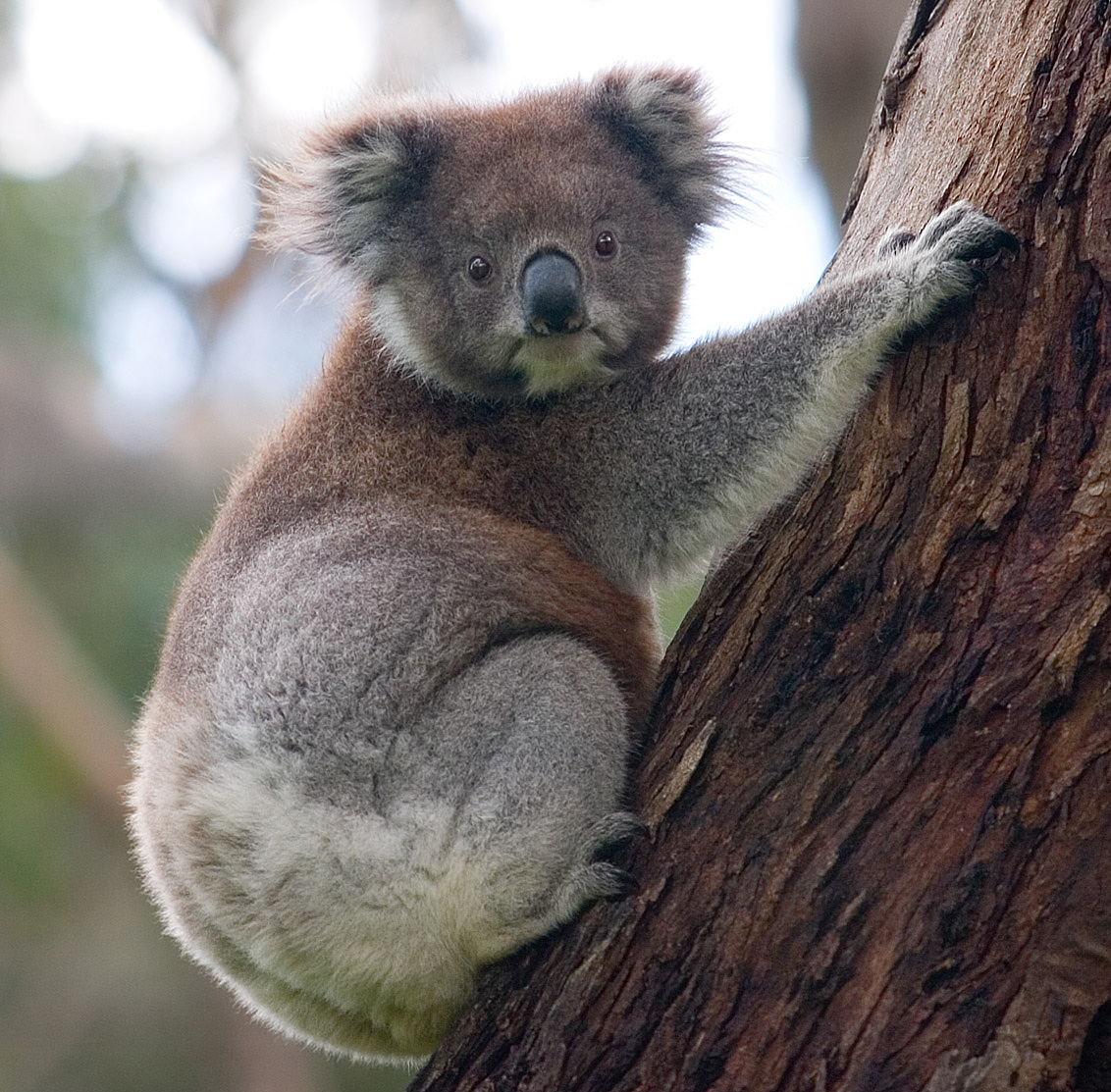 <p>Koala</p>