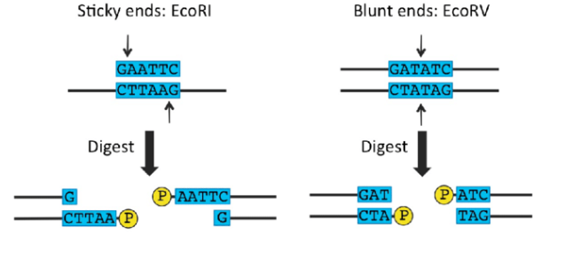 <p>Blunt ends and sticky ends</p>
