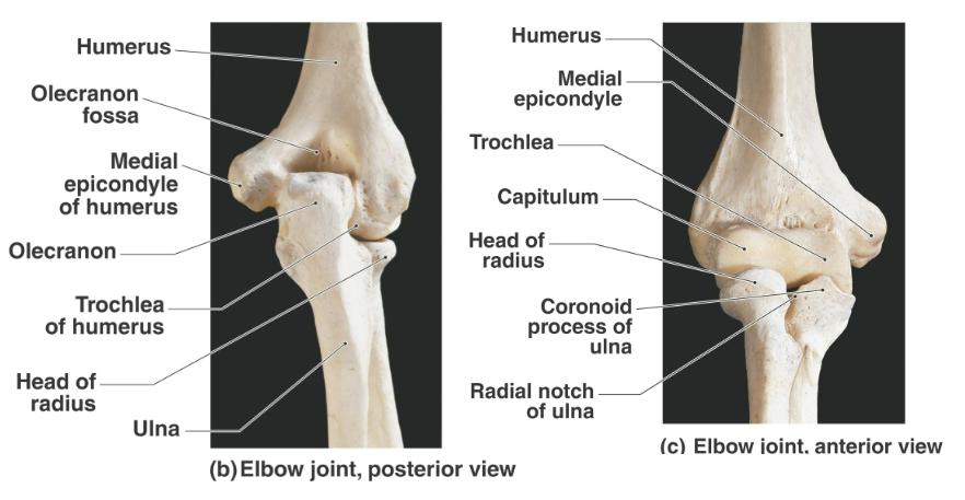 <p><strong>Head of radius:</strong> Proximal spool-shaped end that <strong>articulates </strong>with the <strong>capitulum </strong>of the humerus<strong> </strong>and <strong>medially articulates</strong> with the <strong>radial notch </strong>of the ulna, <strong>forming the <u>proximal radioulnar joint</u></strong></p><p><strong>Neck of radius: </strong>Narrowed region <strong>extending </strong>from the<strong> radial head</strong> to the <strong>radial tuberosity</strong></p><p><strong>Radial tuberosity: Attachment site</strong> for the<strong> biceps brachii </strong>muscle</p>