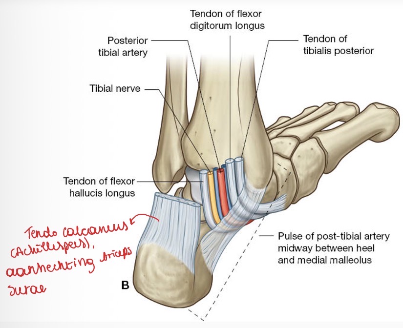<p><span>De pezen hebben een vaste volgerde (KENNEN):</span></p><p><span>VAN ANTERIEUR NAAR POSTERRIEUR:</span></p><p></p><p><span>Pees van m. Tibialis posterior (hecht vast op os naviculare)</span></p><p><span>Pees van m. Flexor digitorum longus</span></p><p></p><p><span>Dan neurovasculaire bundel (ook vaste volgorde):</span></p><p><span>Eerst de arteria: a. Tibalis posterior</span></p><p><span>Dan vena: v. tibialis posterior</span></p><p><span>Dan nervus: n. Tibialis</span></p><p></p><p><span>Dan pees van m. Flexor hallucis longus (de pees die al die groeves in het bot heeft).</span></p>
