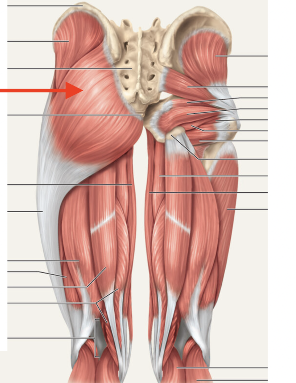 <p>Gluteus maximus — Insertion</p>