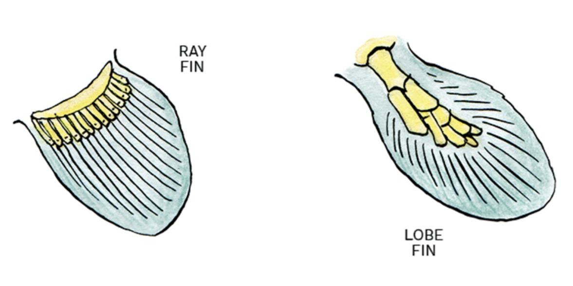 <p>supported by a single basal bone with muscles to modify the posture of the fin </p>