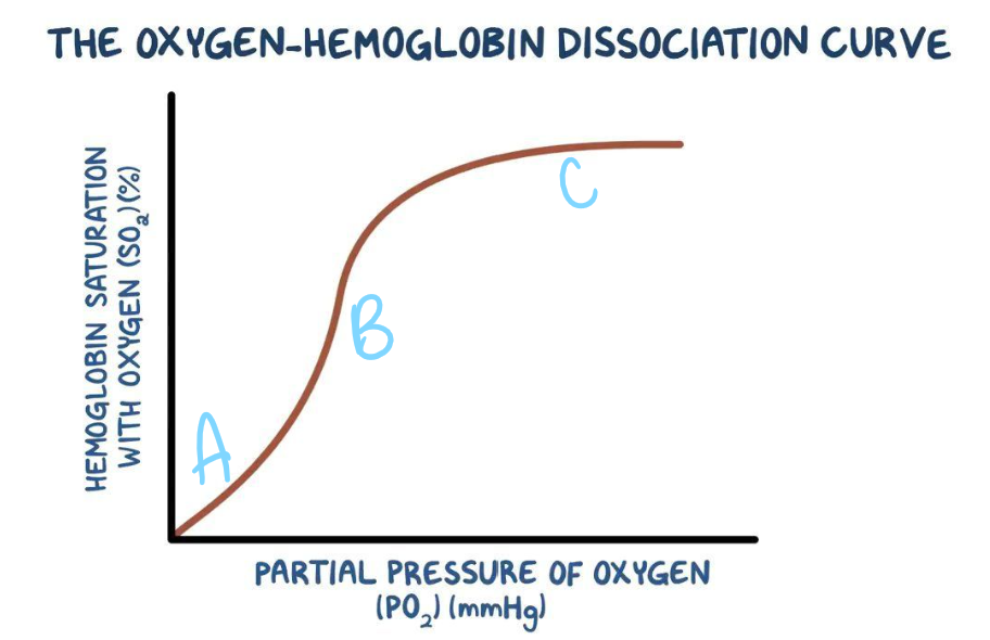 <p>Explain the shape of the oxygen dissociation curve at A</p>