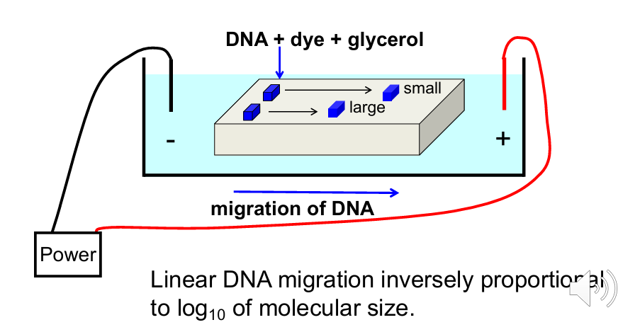 <p>What factors determine how quickly DNA migrates through an agarose gel?</p>