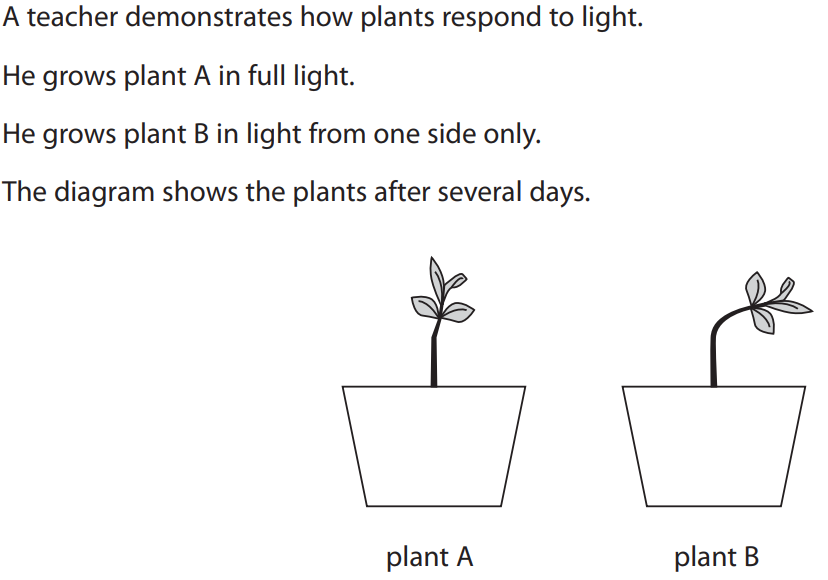 <ul><li><p><strong>M1:</strong> The response shown by Plant B is <strong>positive phototropism</strong>;</p></li><li><p><strong>M2:</strong> (Advantage) allows the plant to get more <strong>light</strong>;</p></li><li><p><strong>M3:</strong> (Advantage) to increase the rate of <strong>photosynthesis</strong>;</p></li><li><p><strong>M4:</strong> (Method) to ensure light only hits from one side, use <strong>unilateral light</strong> / place in a <strong>box with a slit</strong> / place by a window;</p></li></ul><p></p>