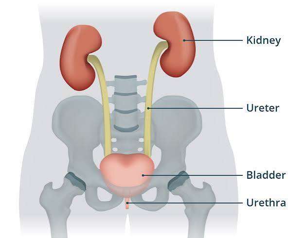 <p>urinary system</p>