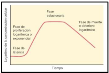 <ol><li><p>Fase de latencia</p></li><li><p>Fase exponencial o logarítmica</p></li><li><p>Fase estacionaria</p></li><li><p>Fase de muerte o declinación</p></li></ol><p></p>