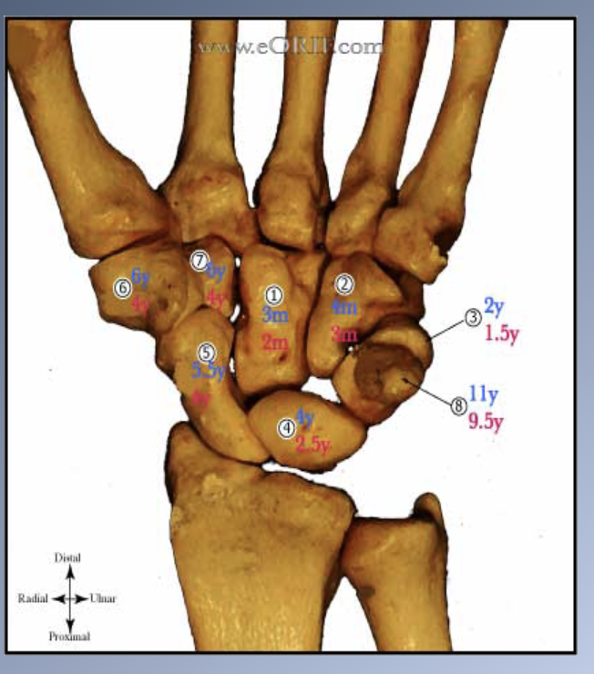 <p><span>Ossification of the bones of</span><br><span>the hand and the wrist</span><br><span>1. + 30 small bones which have predictable sequence of ossification.</span><br><span>2. All bones have a predictable sequence of ossification à accurate picture of the skeletal developmental status.</span><br><span>3. No single bone is diagnostic by itself.</span><br><span>4. Comparison with atlas of the development of the hand and wrist.</span></p>