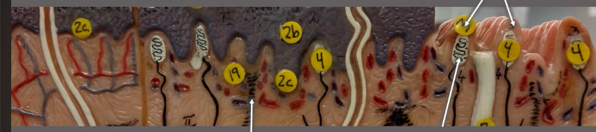 <p>What is in the papillary layer of the dermis? The black structure being pointed at </p>