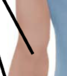 <p>Back of elbow; olecranon is the bony point. </p>