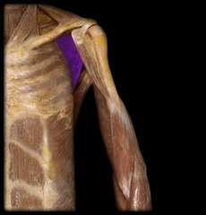 <p>Identify the structure</p>