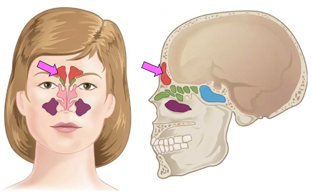 <p>Located within frontal bone </p><p>(in the forehead, above the eyes)</p>