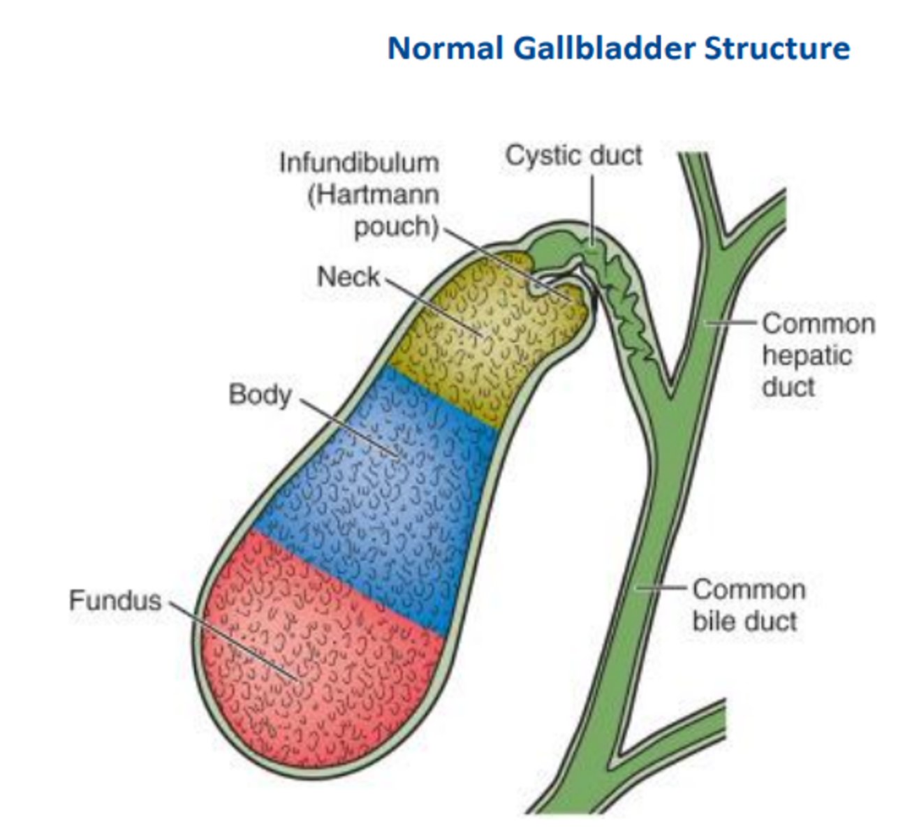 <p>cystic duct, neck, infundibulum (superior, gallstones form here), body, fundus (inferior, rounded)</p>